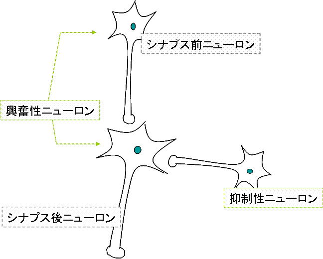 基礎薬理作用 Vol 6 薬剤師の予習 復習